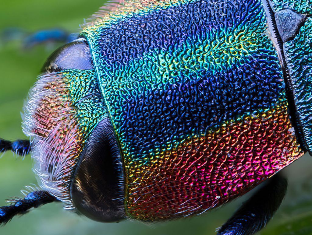Buprestidae - femmina di Anthaxia hungarica